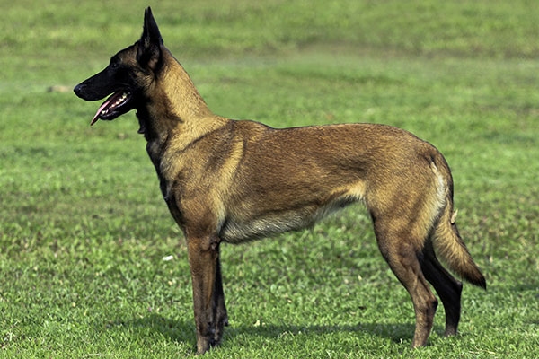 Le Berger Belge Malinois Fiche Sante Aquivet Clinique Veterinaire