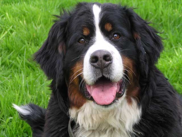 Le Bouvier Bernois Fiche Sante Aquivet Clinique Veterinaire