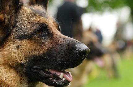 Le Berger Allemand Fiche Sante Aquivet Clinique Veterinaire