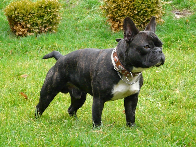 Le Bouledogue Francais Fiche Sante Aquivet Clinique Veterinaire